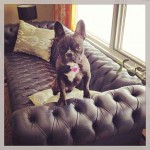 Part couch, part french bulldog -- this wins for two reasons. By @babercrombie11