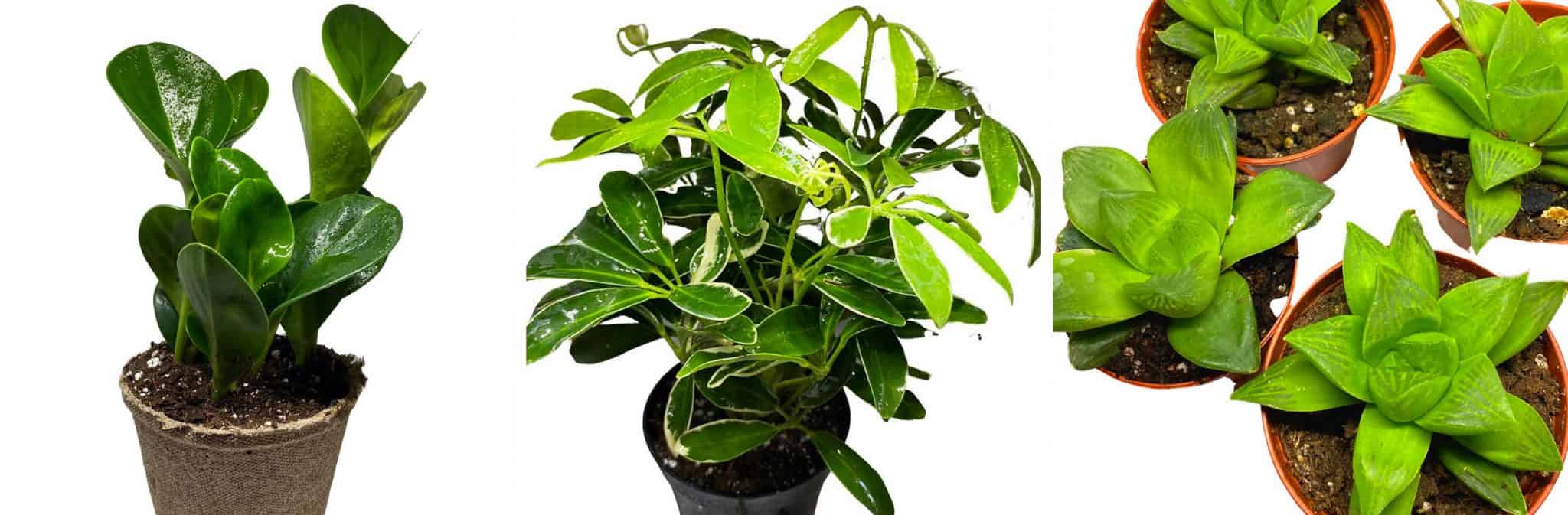 The Best Online Plant Delivery Resource List UPDATED!! Emily Henderson