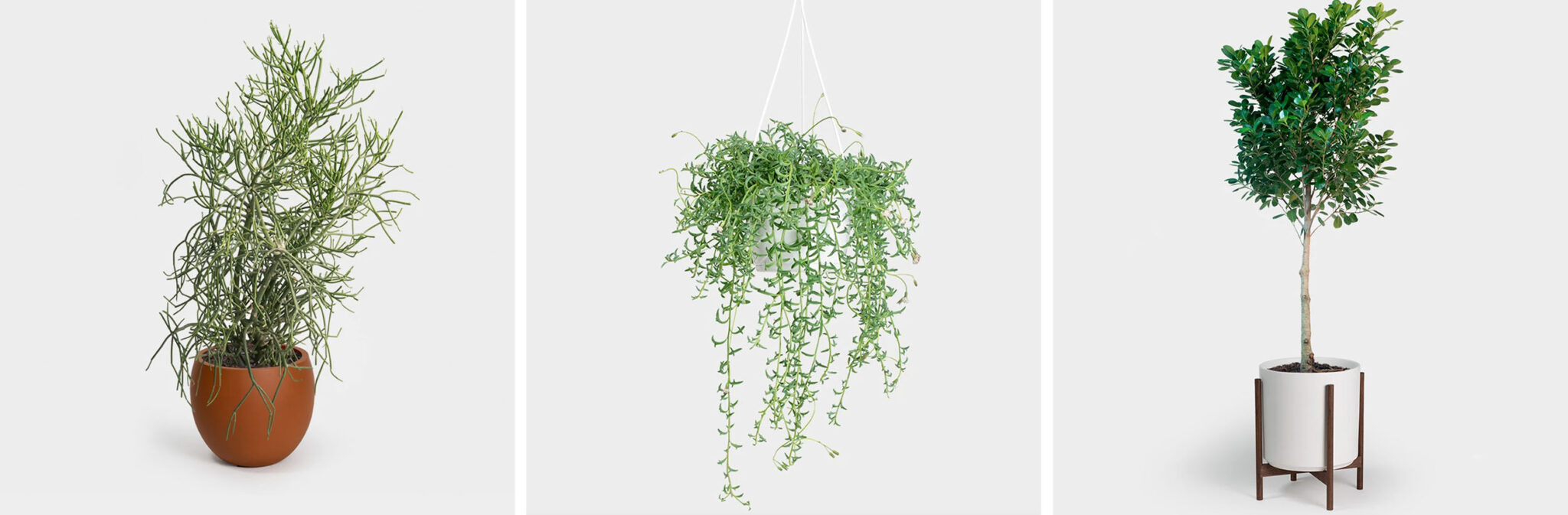 The Best Online Plant Delivery Resource List UPDATED!! Emily Henderson