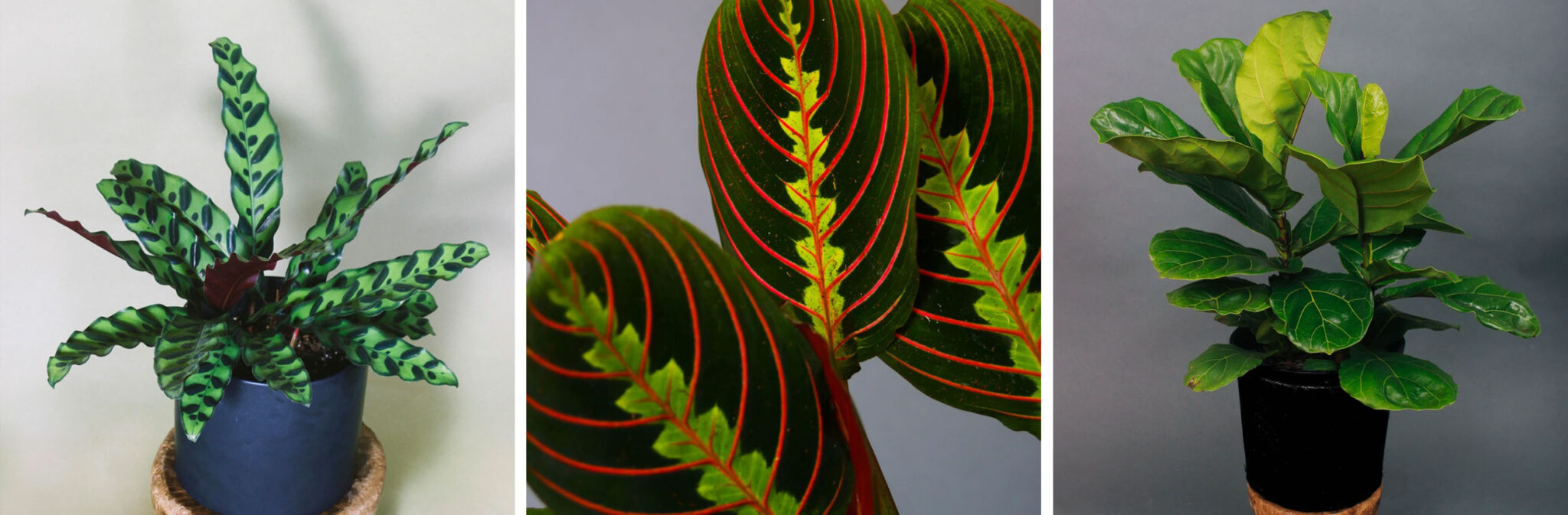 The Best Online Plant Delivery Resource List UPDATED!! Emily Henderson